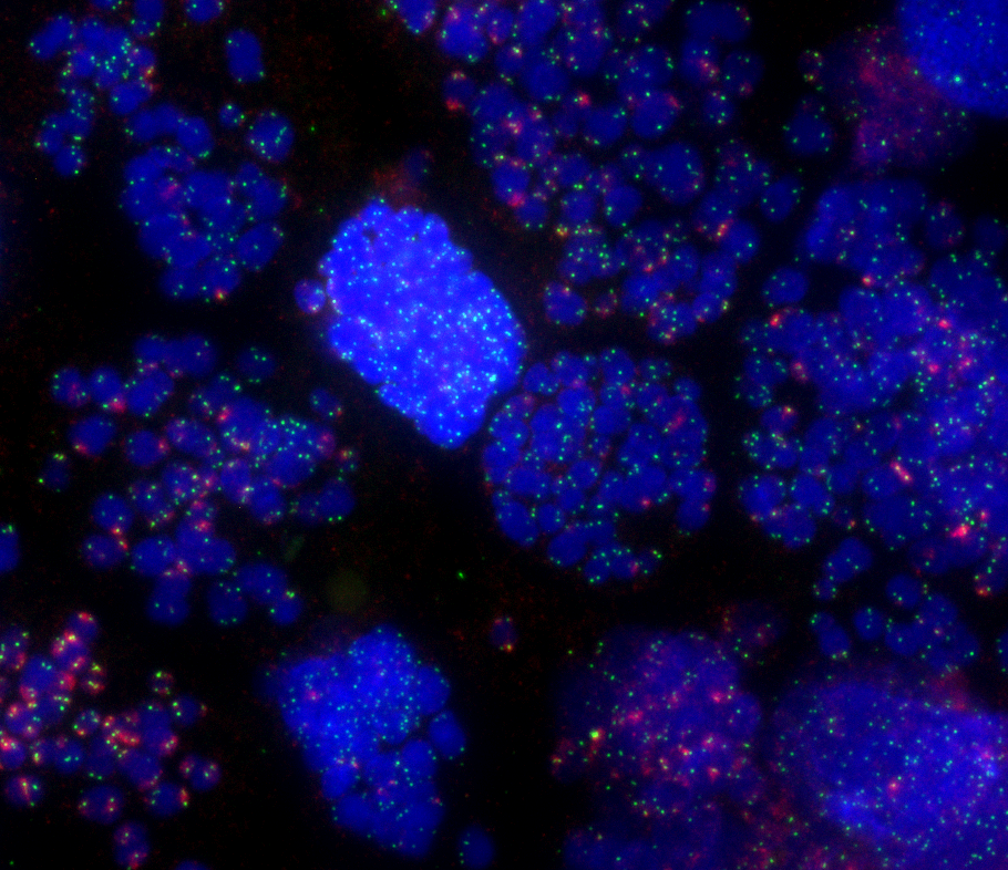 Cell images from the Genome Integrity Unit at CMRI