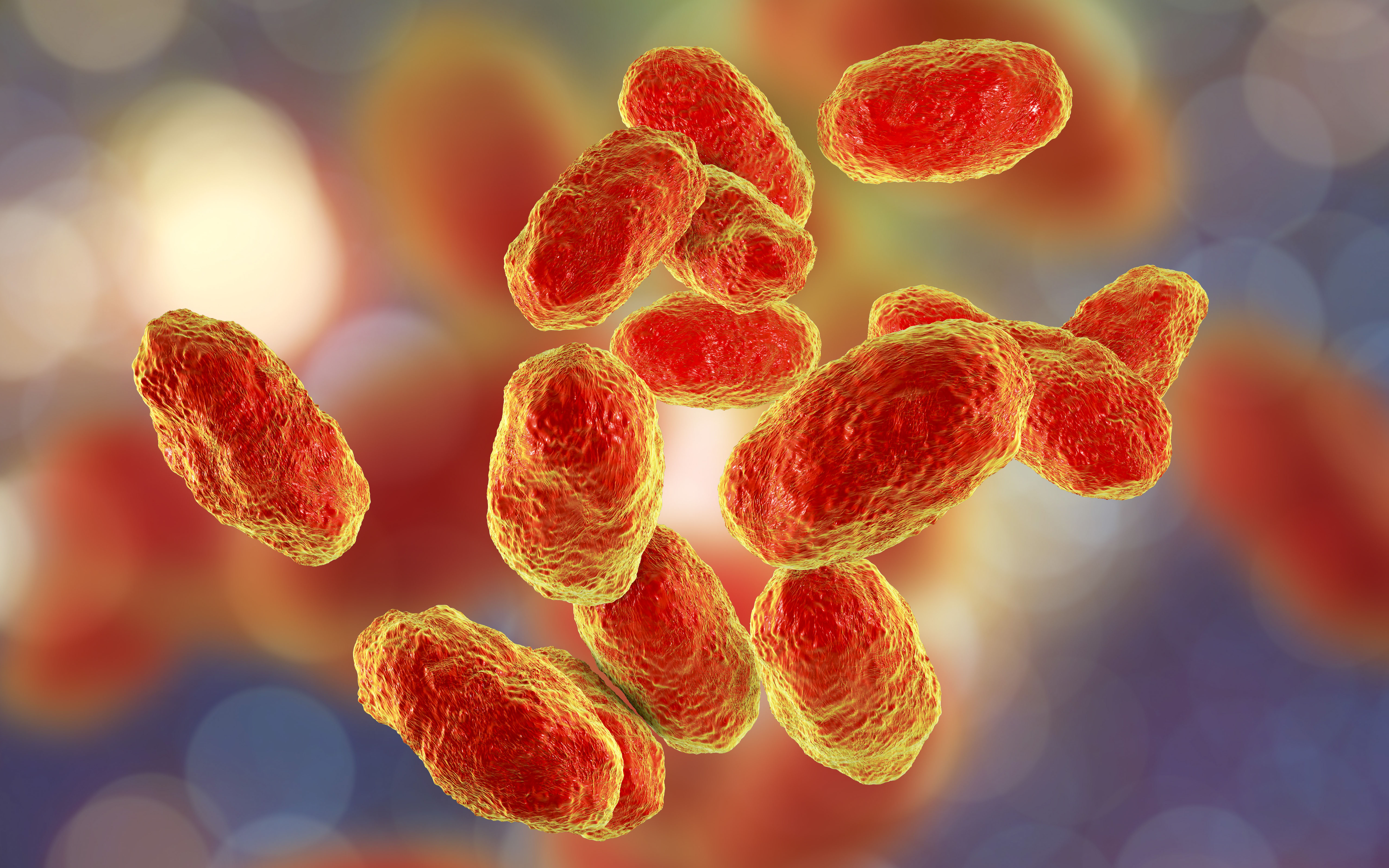 An artist's illustration of Haemophilus influenzae bacteria.