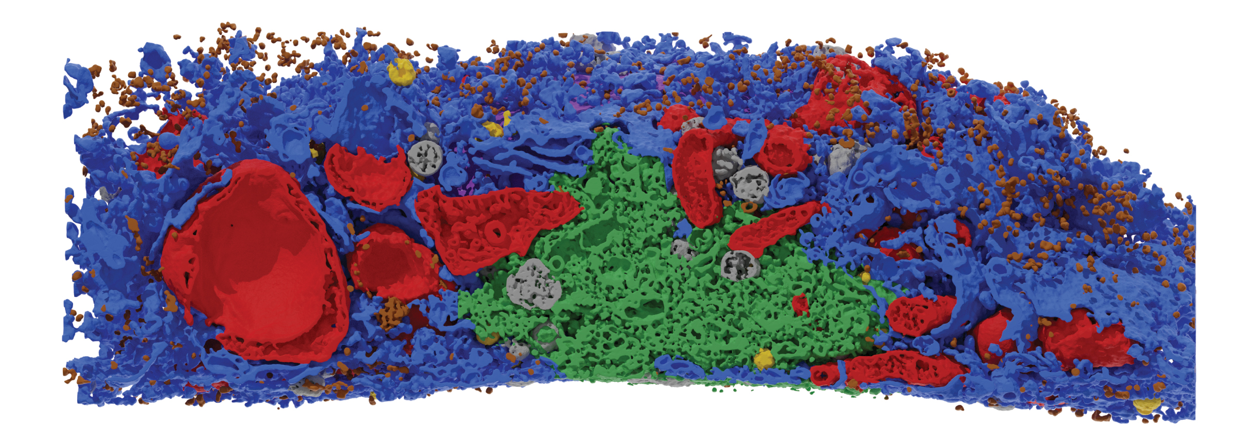 Three dimensional visualisation of cell components: mitochondria in red, Golgi in green, ER in blue and peroxisomes in yellow. Vesicles are in brown and endosomes in grey. Credit: Dr Ben Padman, Filipovska group member at UWA/Telethon Kids Institute 