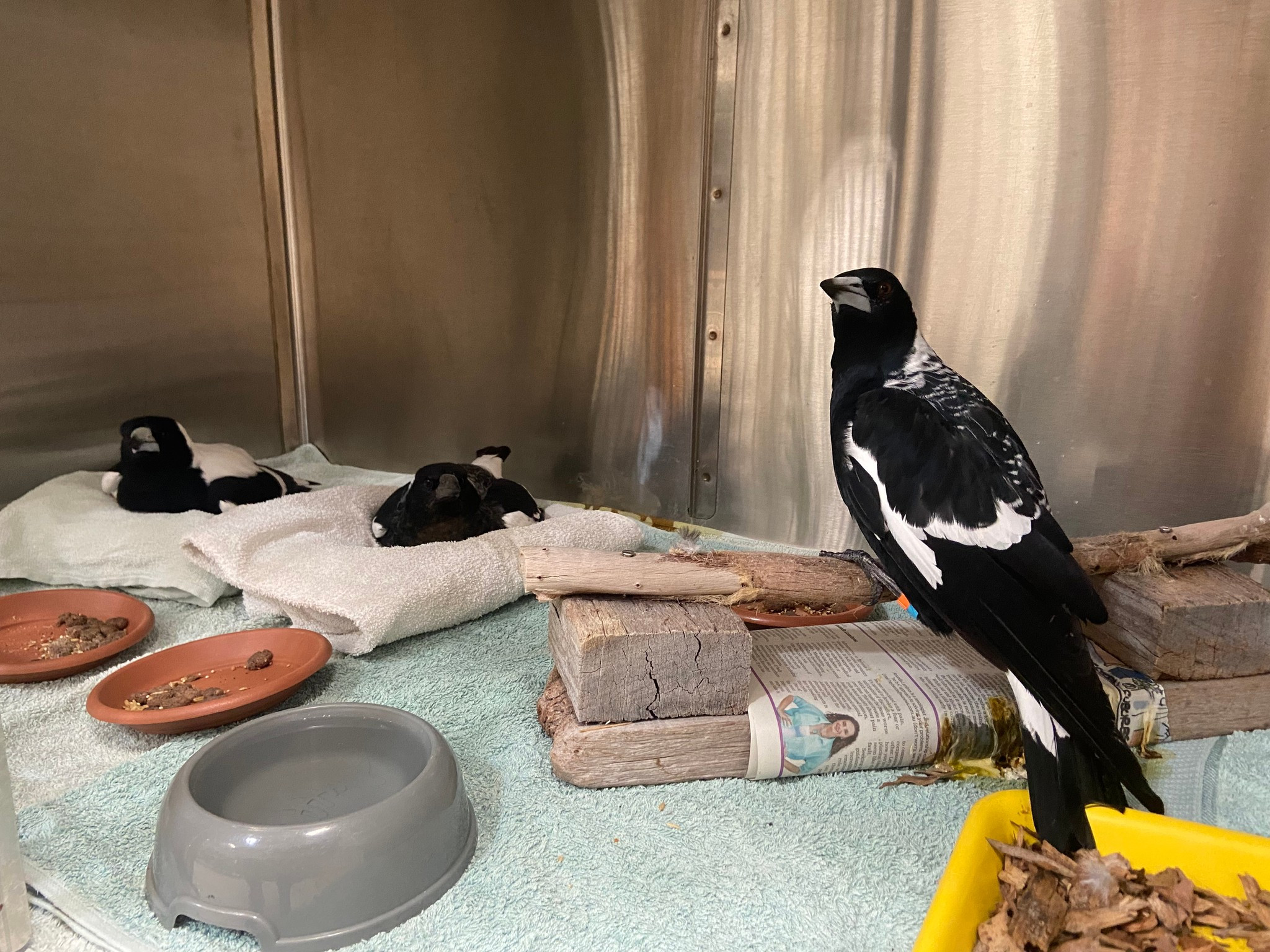 Wildlife Health Australia