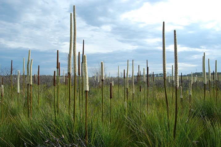 Xanthorrhoea resinosa in flower in an upland swamp