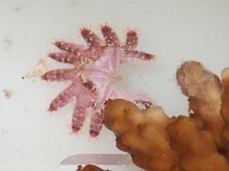 Juvenile coral of thorns starfish and coral 