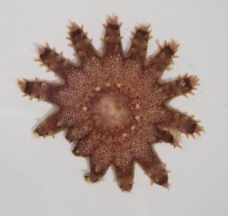 Injured juvenile crown of thorns starfish 