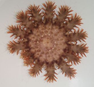  Juvenile crown of thorns starfish with damaged arms  beginning to regenerate