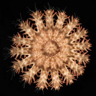 An undamaged crown of thorns starfish