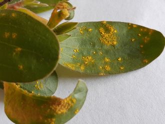 Myrtle rust spores on paperbark leaf