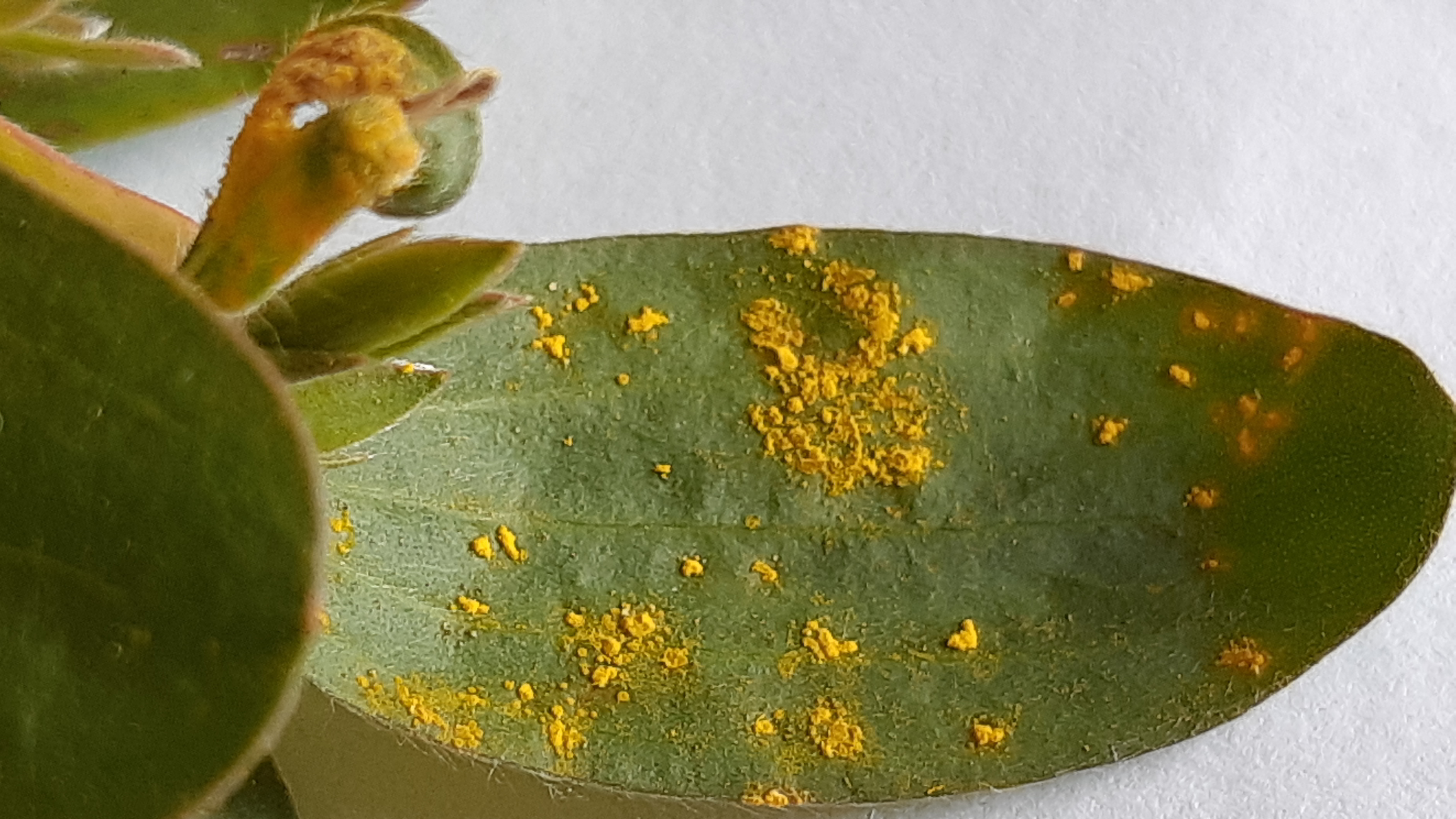 Paperbark leaf from Manly Vale, NSW, with myrtle rust fungus spores. Photo: Dr Peri Tobias