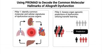 Using PROMAD to decode the common molecular hallmarks of allograft dysfunction.