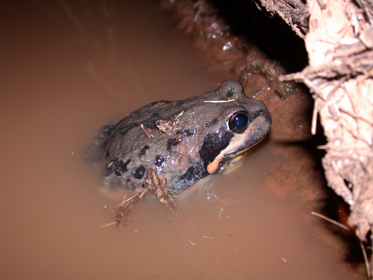 Banjo frogs are a group of four closely related species found in Western Australia, Tasmania and along the east coast, up to north Queensland. Photo: Dr Jodi Rowley.
