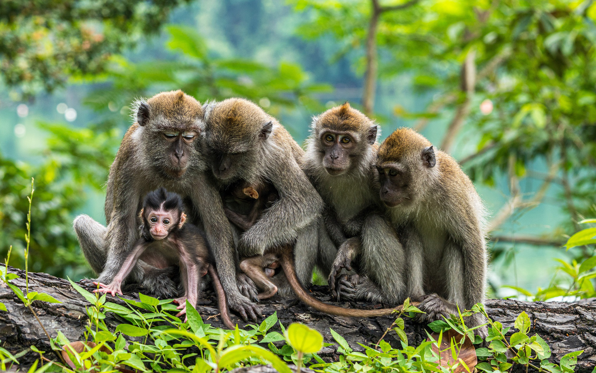 Long-tailed macaques have been monitored by the project in forests in Thailand. Credit: Hit1912