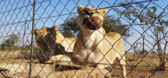 Image 2: Lions playing with their favourite pumpkin toy