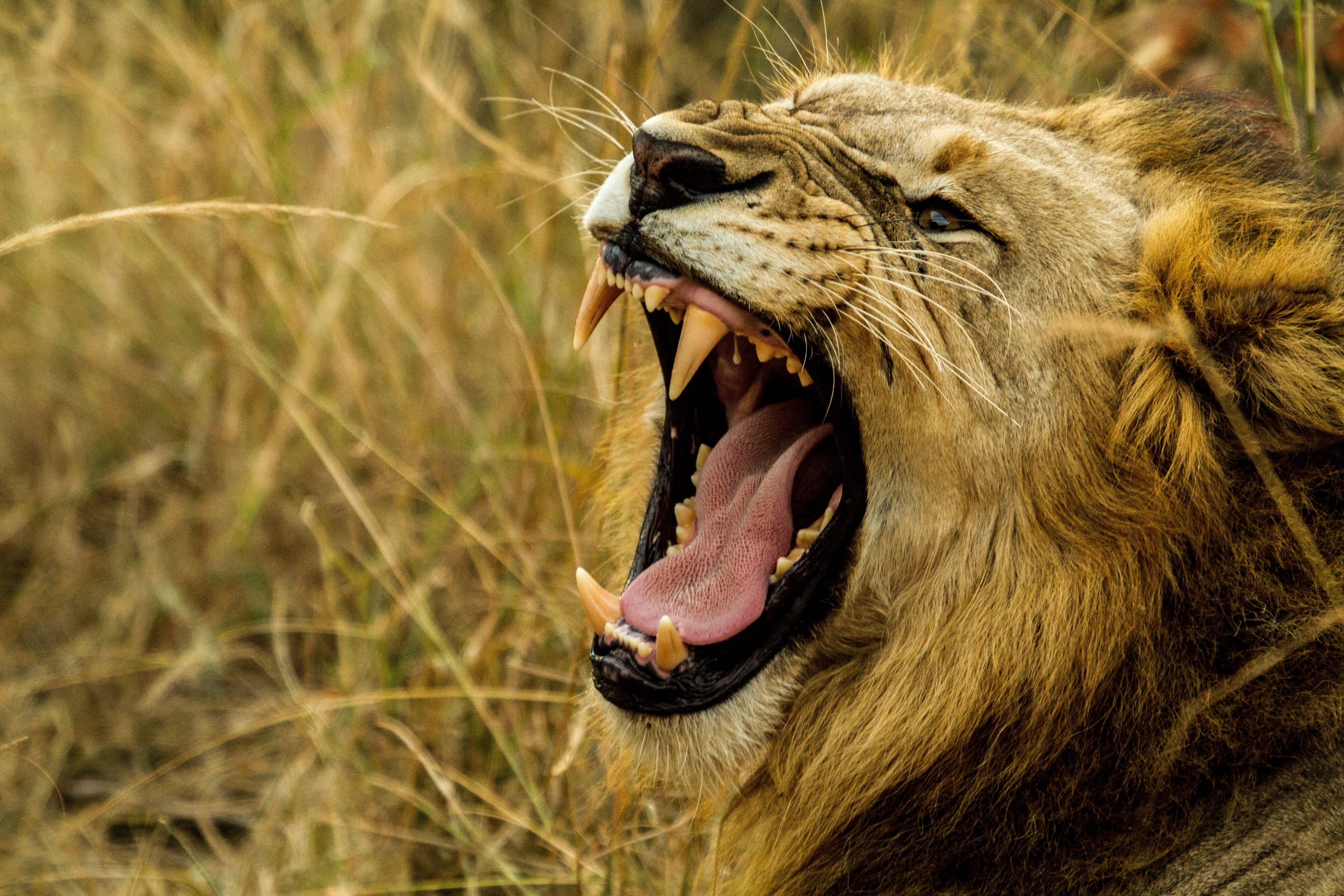 CC-0. https://www.pickpik.com/lion-roar-wildlife-africa-danger-fang-10502