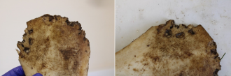 Puncture injuries by big cat scavenging on both sides of bone