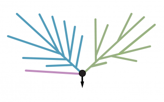 Bacterial tree of life