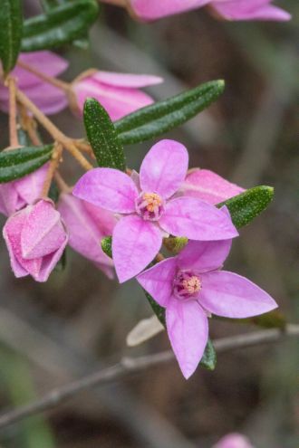 Showy Boronia (Boronia ledifolia) is an attractive understory shrub