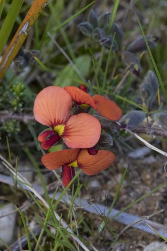 The beautiful Red Parrot-pea (Dillwynia hispida)
