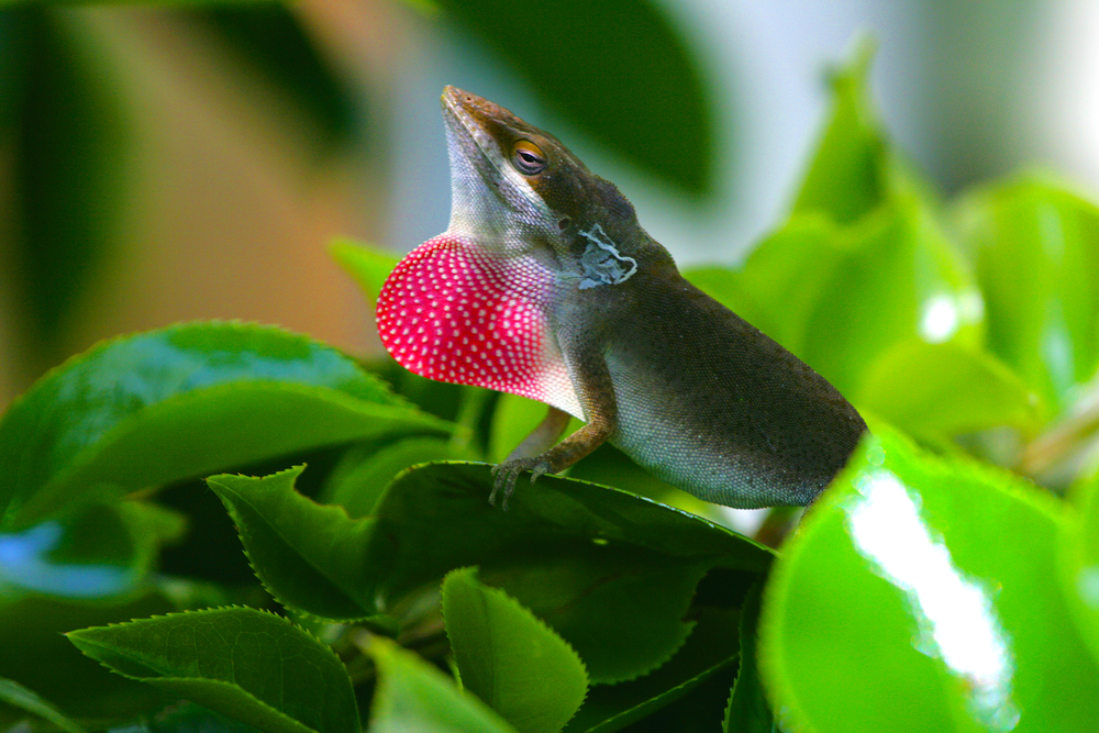Anolis (pictured) lizards retract their dewlaps (throat fans) for the same reason as Draco lizards, which are unrelated to the species and live thousands of kilometres away. Photo: Shutterstock.