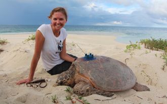Satellite-tagged hawksbill on Milman Island
