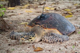 Hawksbill turtle Conflict Islands