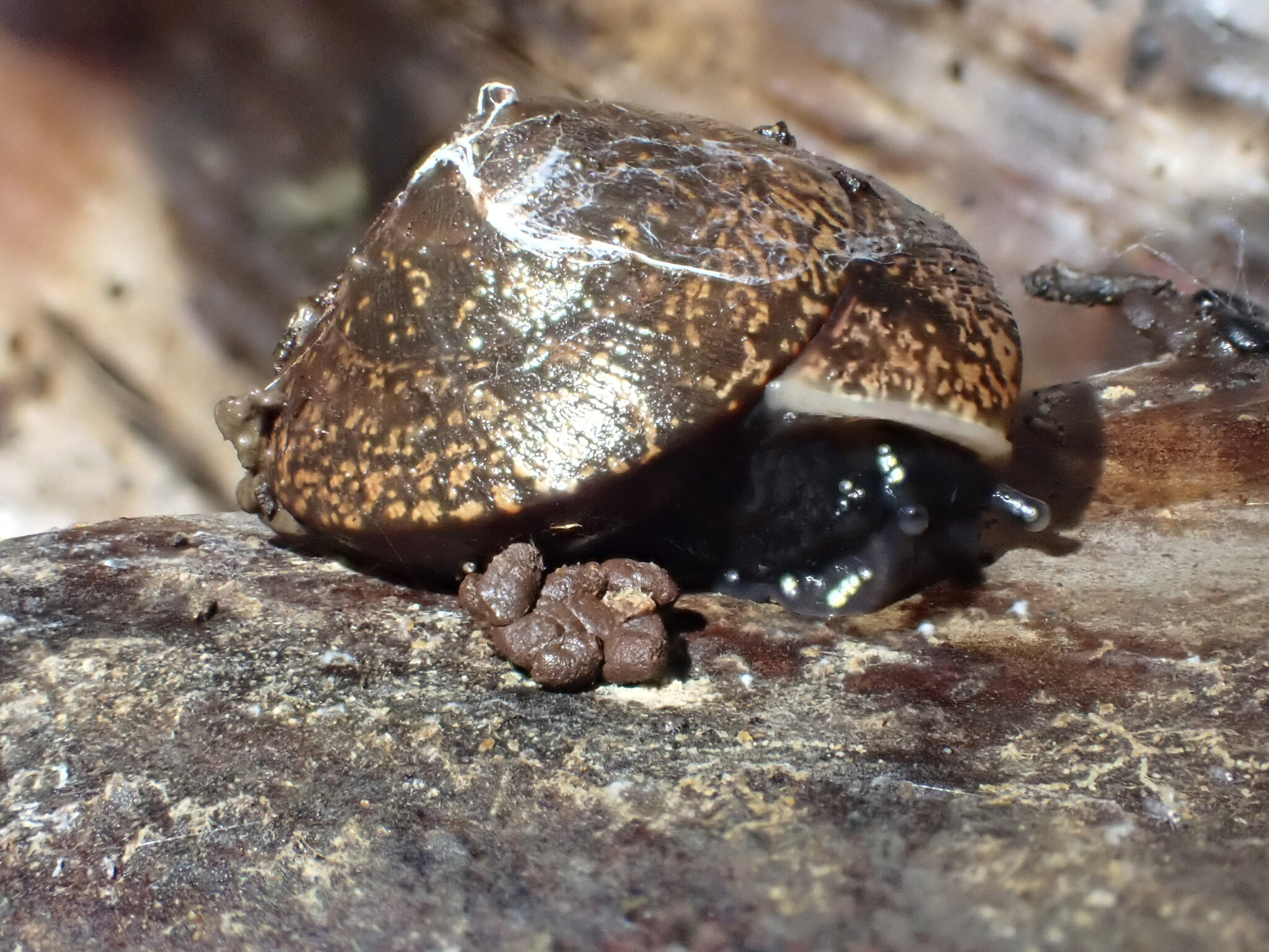 JK Foon via iNaturalist - CC-BY-NC