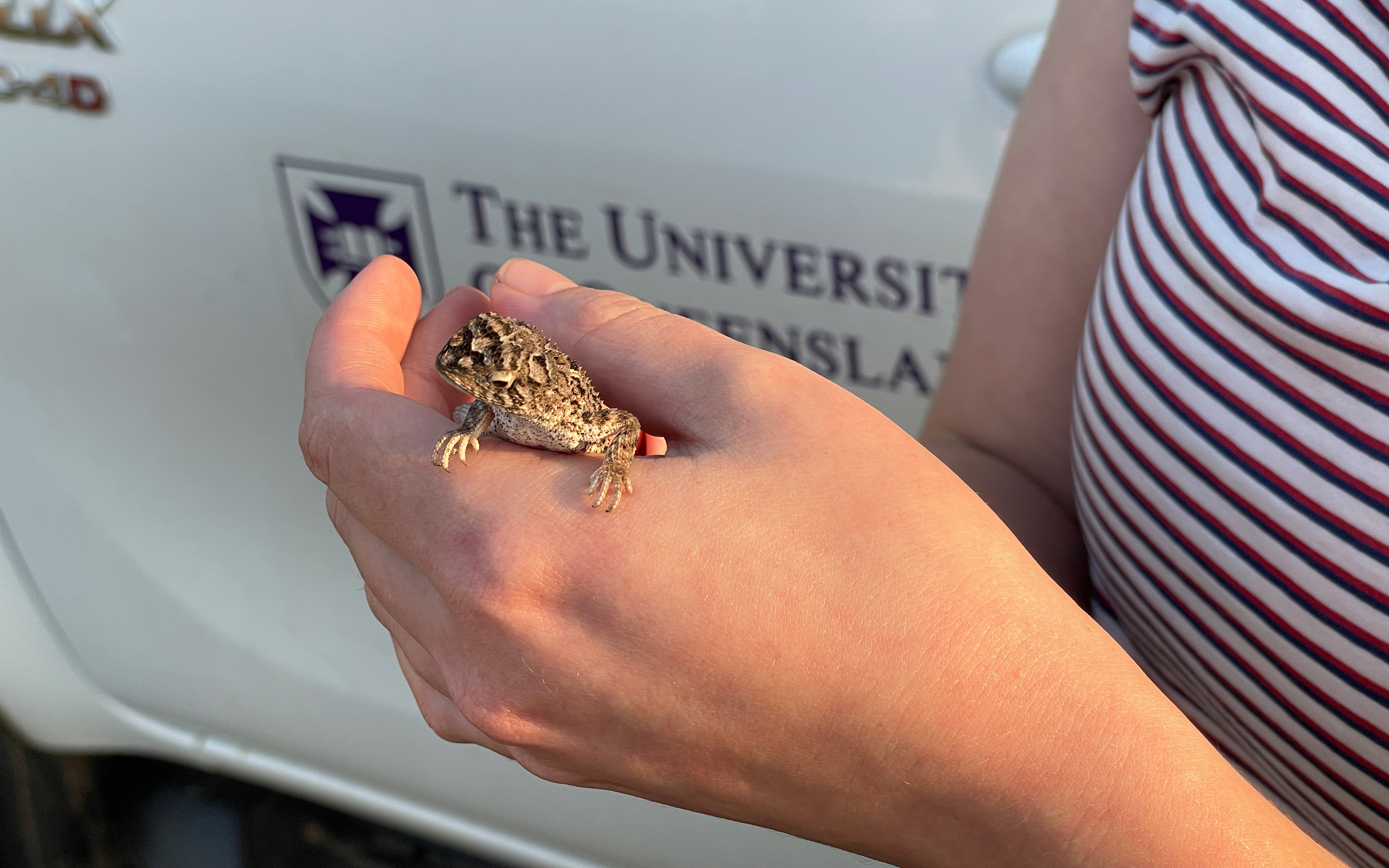 A Condamine earless dragon. Credit: Dr April Reside.