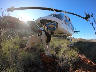 Detection For Good dog
