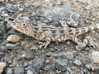 Earless dragon
