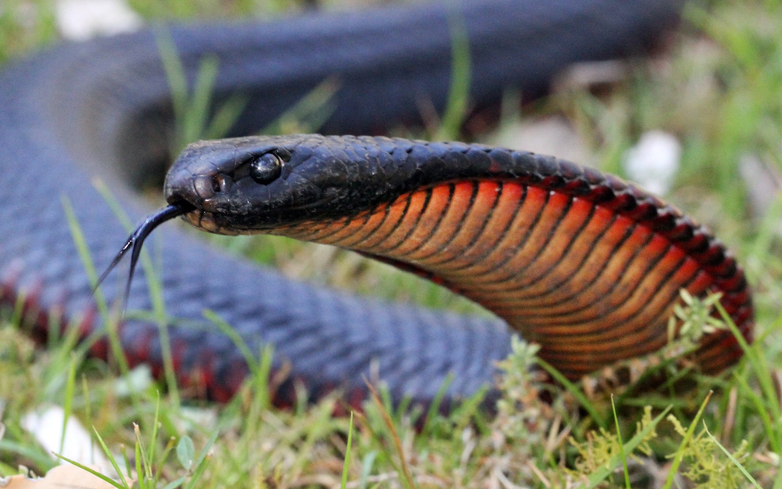 Red-bellied Black Snake (Pseudechis porphyriacus) by Matt Clancy CC 2.0 Wikimedia Commons