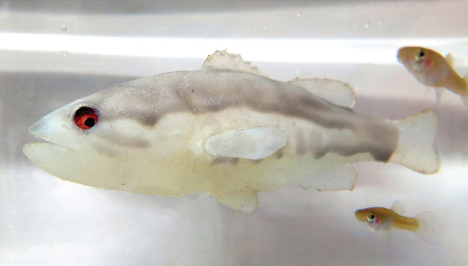 The robotic fish (left) that mimics the natural predator of mosquitofish (right) induces fear that leads to behavioral, morphological, and reproductive changes in the fish CREDIT Giovanni Polverino