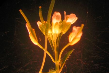Gookin, T. et al. / Company of Biologists