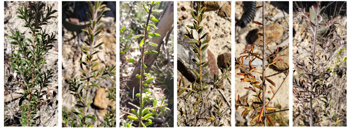 The Persoonia hirsuta or hairy geebung.