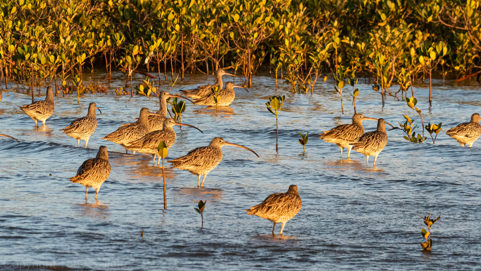 Eastern Curlews at Toondah Harbour. Photo by Tony Bellette
