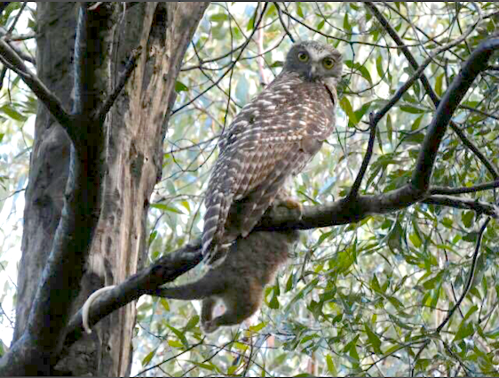 Caption: Powerful owl sitting in a blackwood tree holding a ringtail possum at one of the surveyed sites. Credit: Ian Rainbow.