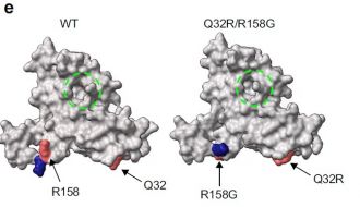 Example of protein improved by PROTEUS