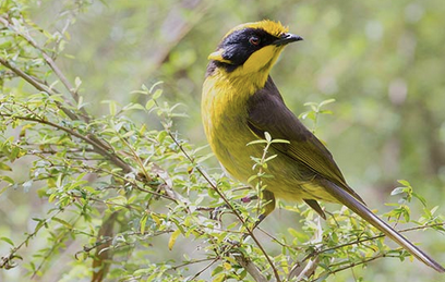 Caption: Helena, the helmeted honeyeater whose genome was sequenced. Credit: Nick Bradsworth.