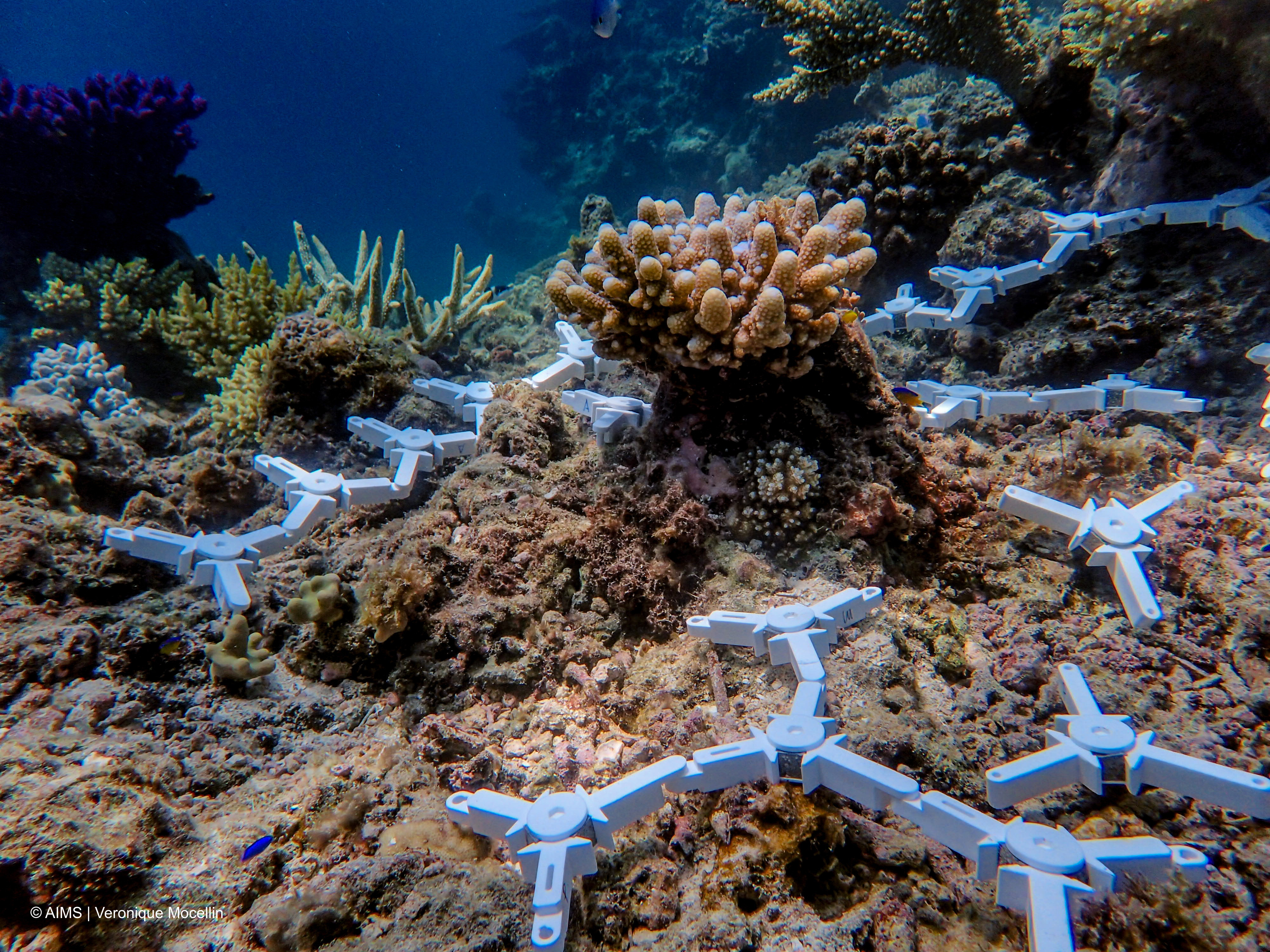 Ceramic coral seeding devices, each holding around 10 young corals on the surface of the reef on the central Great Barrier Reef.