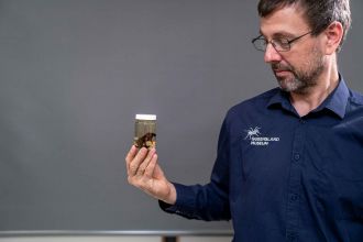 Researchers with new spider species - Euoplos dignitas 