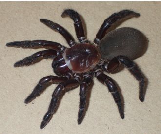 New spider - Euoplos dignitas 