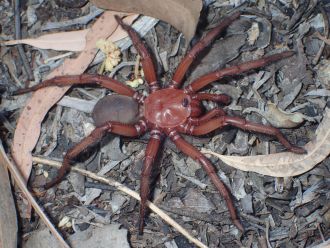 New species of spider - Euoplos dignitas