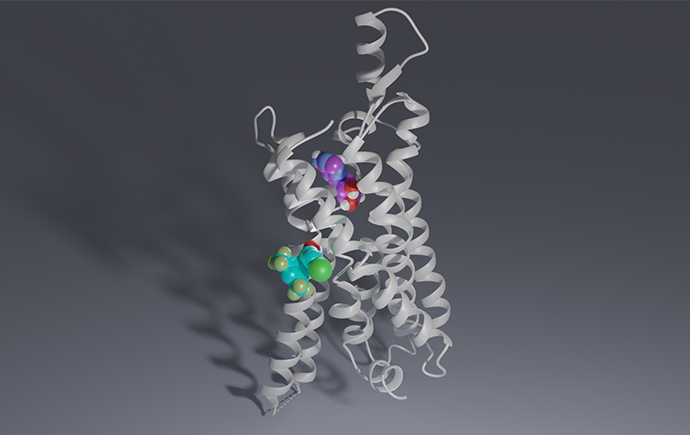 Cryo-EM structure of the human adenosine A1 receptor (A1R, white) in complex with the orthosteric agonist adenosine (magenta) and the allosteric modulator MIPS521 (cyan). Image generated by Dr Anh T.N. Nguyen, Monash University