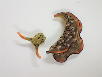Head and body