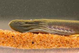 A close-up of the head of an adult male Australian brook lamprey. Image: David M