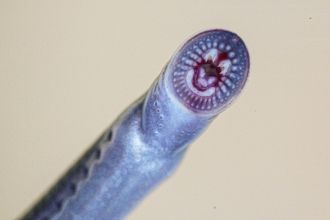 The mouth of a juvenile Australian brook lamprey. Image: David Moffatt.
