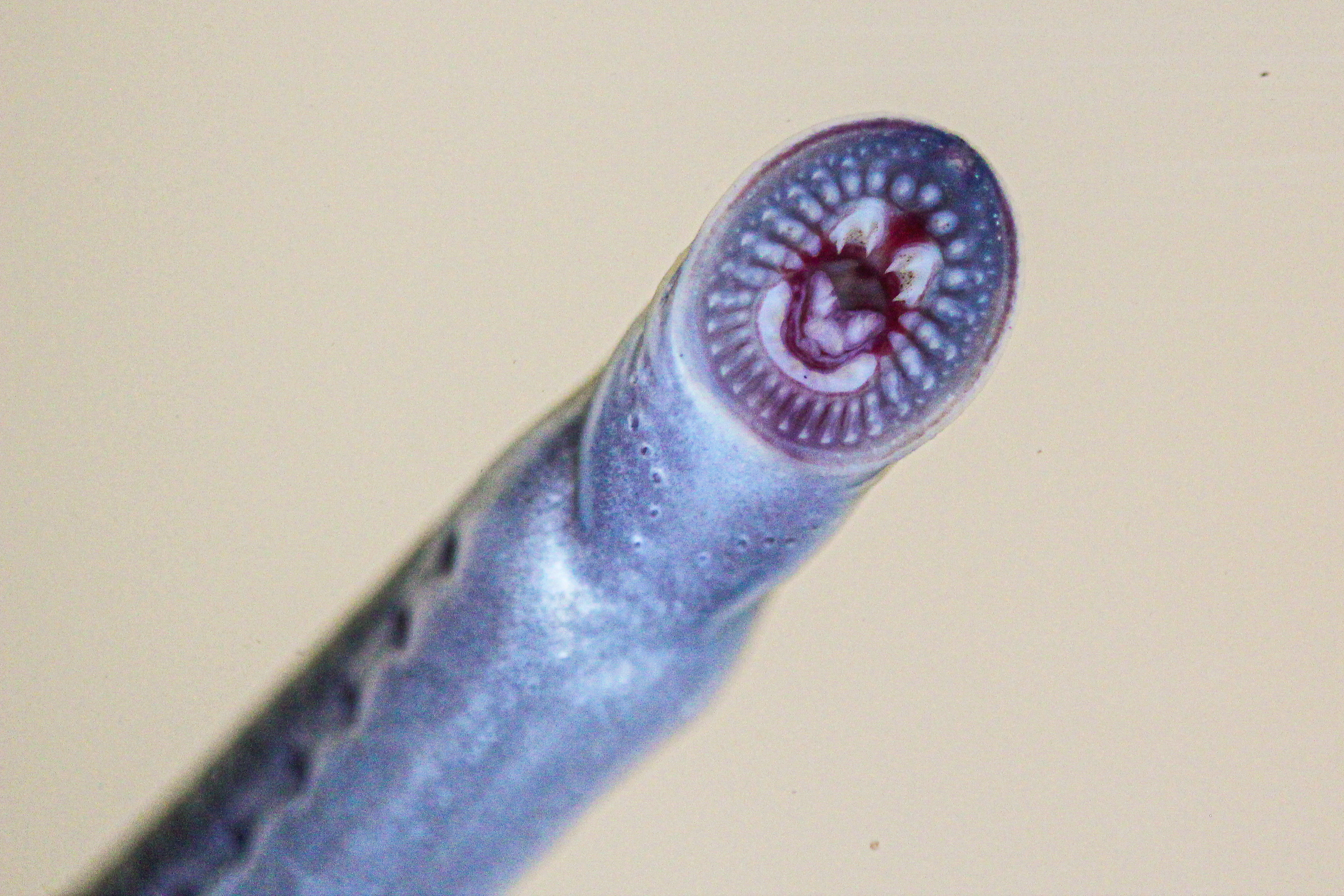 The mouth of a juvenile Australian brook lamprey. Image: David Moffatt.