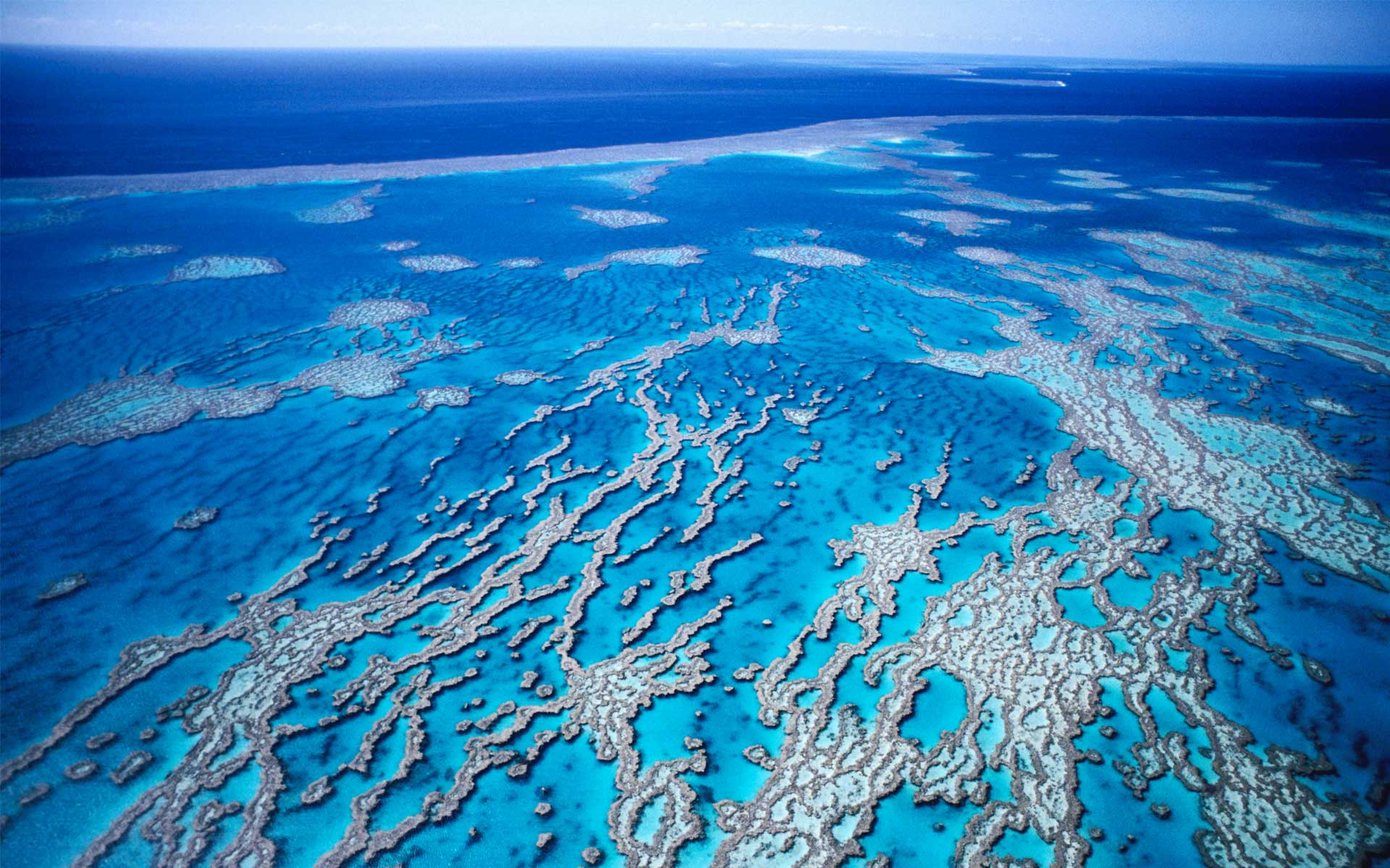 This latest study has provided a 'birds eye view' of the state of coral health research, highlighting key areas of improvement for the research field. Photo: Getty images/Holger Leue