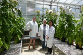 The team of scientists plants at glasshouse