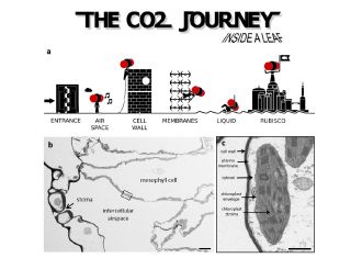 CO2 journey through the plant cell - Mesophyll conductance 