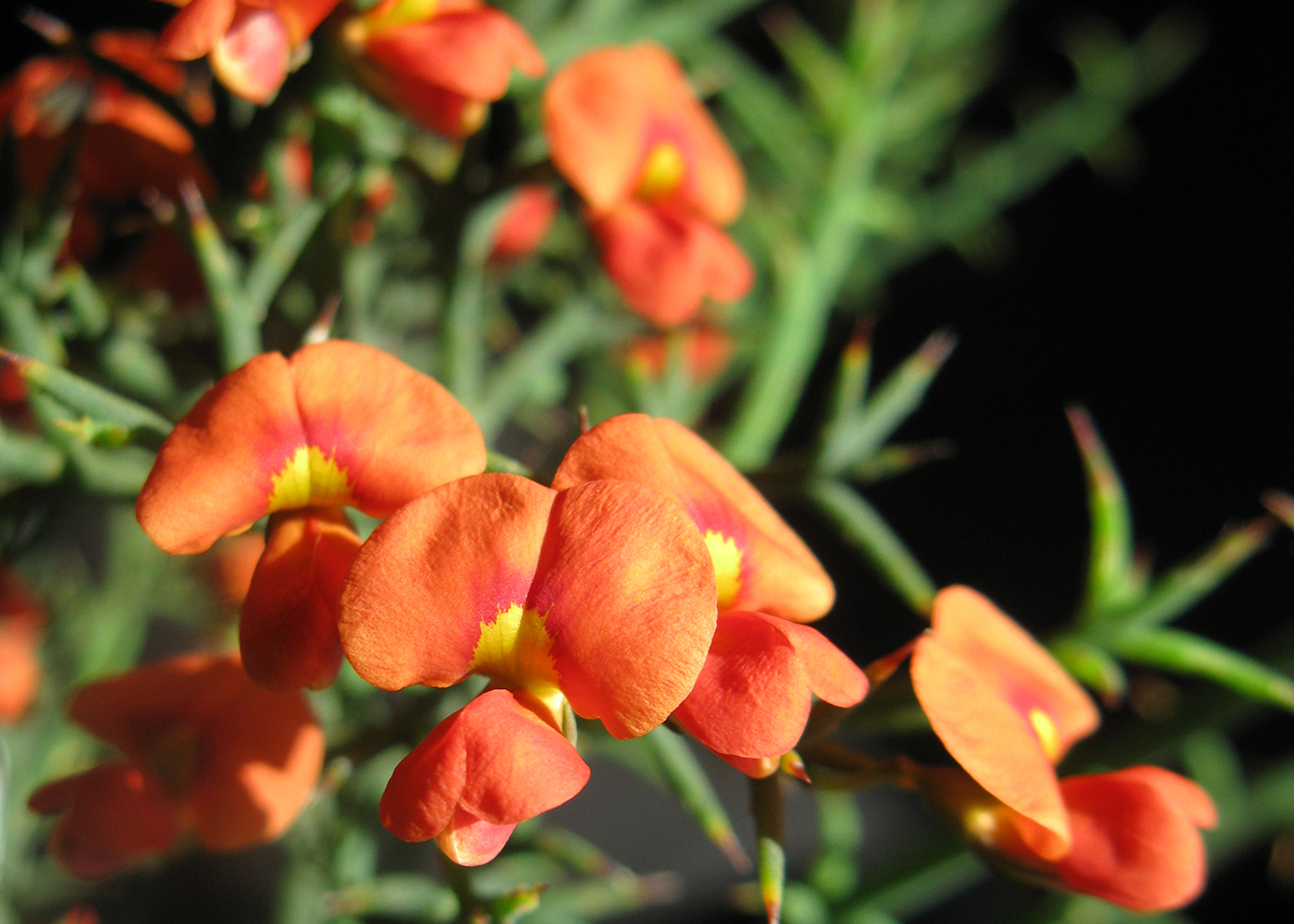 Neville Walsh, State Botanical Collection, Royal Botanic Gardens Victoria