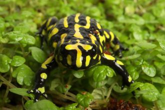 A Southern Corroboree Frog