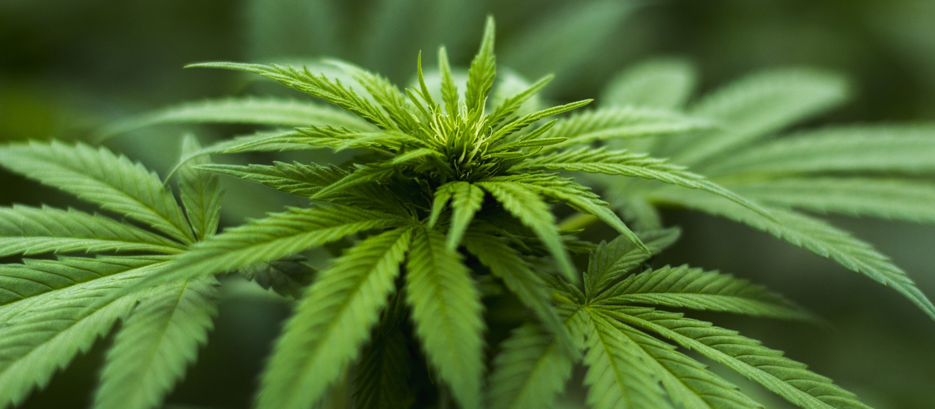 Pixabay licence-free image.